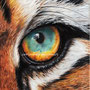 Oeil de tigre - papier Daler Rowney heavyweight - A4 - crayons de couleur Derwent Lightfast 