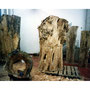 KASTANIE: ATW Bildhauerei-Atelier, 2001
