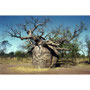 Baobab Baum, Derby / West Australien, 1981