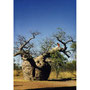 Baobab Baum, Derby / West Australien, 1981/ Foto: Ludwig Ortner