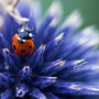 Lieveheersbeestje 2010