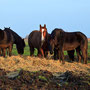 Paarden nabij Joure 2010