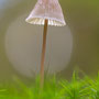 Doorzichtige paddenstoel 2012