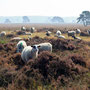 Schapen Doldersumer heide 2011