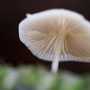 Doorzichtige paddenstoel 2012