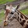 Giraffe dierentuin Emmen 2010