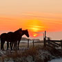 Paarden in de zonsondergang 2010