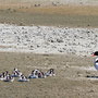 Bergeend met jongen Lauwersmeer 2011