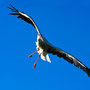 Ooievaar in vlucht 2008