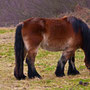 Belgisch paard 2009