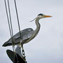 Reiger op Lemsteraak 2010