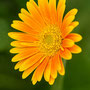 Bloem op Floriade 2012
