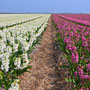 Bollenveld Noord Holland 2009