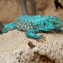 Salamander op hersenkoraal Aruba 2007