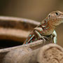 Salamander in pot Aruba 2007