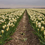 Tulpenveld Noord Oost Polder 2007