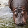 Nijlpaard dierentuin Emmen 2010