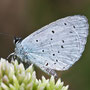 Icarus blauwtje 2010