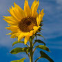 Zonnebloem 2007