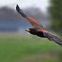 Vliegende woestijn buizerd 2009
