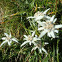 Edelweiss