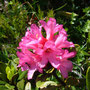 Rhododendron