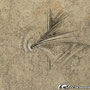 Graphos1, Artista leonardo calvo