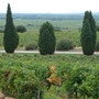 'Châteauneuf-du-Pape'
