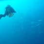 Barracudas