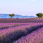 Lavendelfeld bei Valensole, France