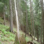 Wald Innergweil