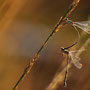 Herbstliebe - Tammo Gerdes-Röben