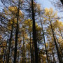 Lärchen im Abendlicht - Wilfried Vogelpohl