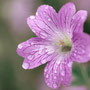 Regenblüte - Tammo Gerdes-Röben