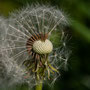 Pusteblume - Heiko Friedel