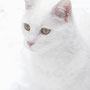 Kater im Schnee - Tamara Buj