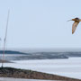 Großer Brachvogel in Butjadingen - Michael Greilich