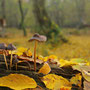 Im Herbstwald. Michael Joost