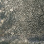 Tautropfen - Elke Riesmeier