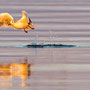 take-off. Ingo Heymer