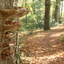 Herbsttag im Barneführer Holz - Elke Riesmeier