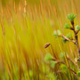 Mossblüte. Ingo Heymer