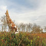 Herbsttag im Everstenmoor - Elke Riesmeier