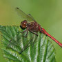 Brombeerblatt mit Heidelibelle Wilfried Vogelpohl