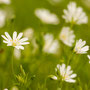 Blümchen - Tammo Gerdes-Roeben