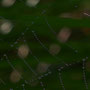Spinne im Morgentau - Hero Gastmann