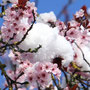 Kirschblüte im Schnee - Gottfried Walter