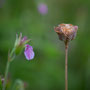 Fruchtstand der Schachbrettblume - Silke Lorenz