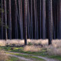 Waldweg - Heiko Friedel