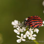 Pentatome rayé-Graphosoma italicum